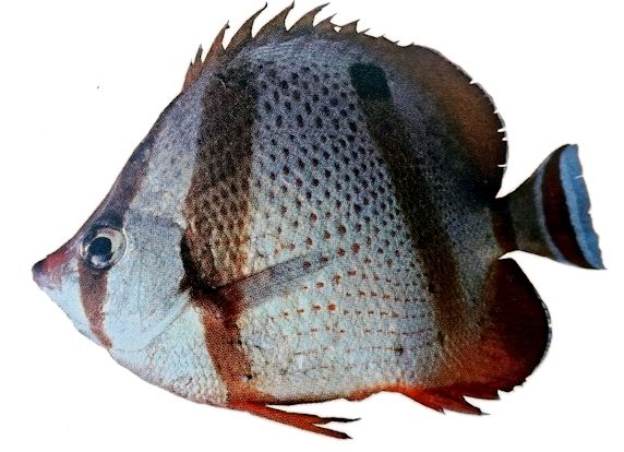 Chaetodon hoefleri_02